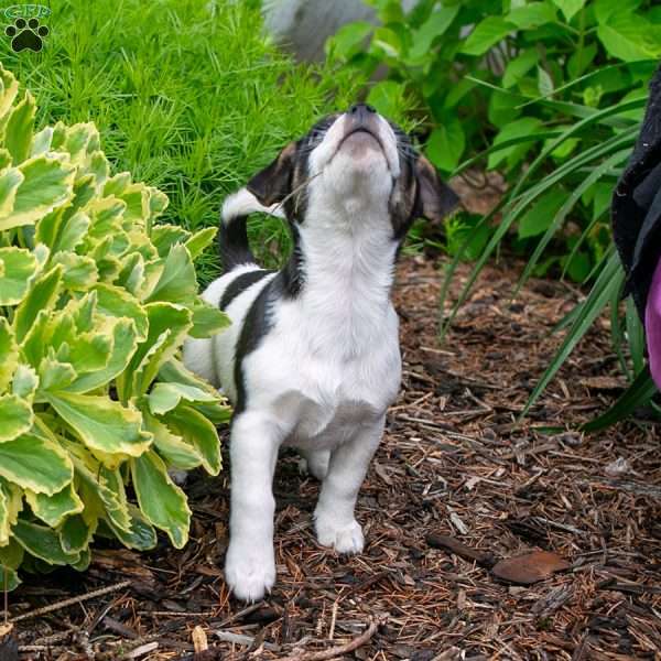 Penny, Jack-A-Ranian Puppy